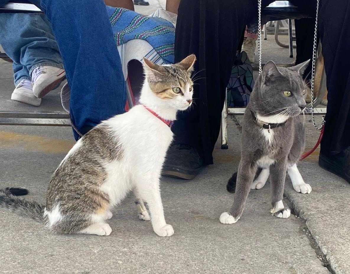 Gobierno de Pepe Chedraui promueve Jornadas Gratuitas de Bienestar Animal en septiembre