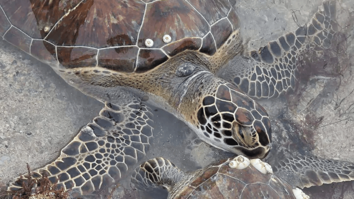Tortugas varadas por el frío en Tamaulipas: ¿qué hacer en caso de encontrarlas?