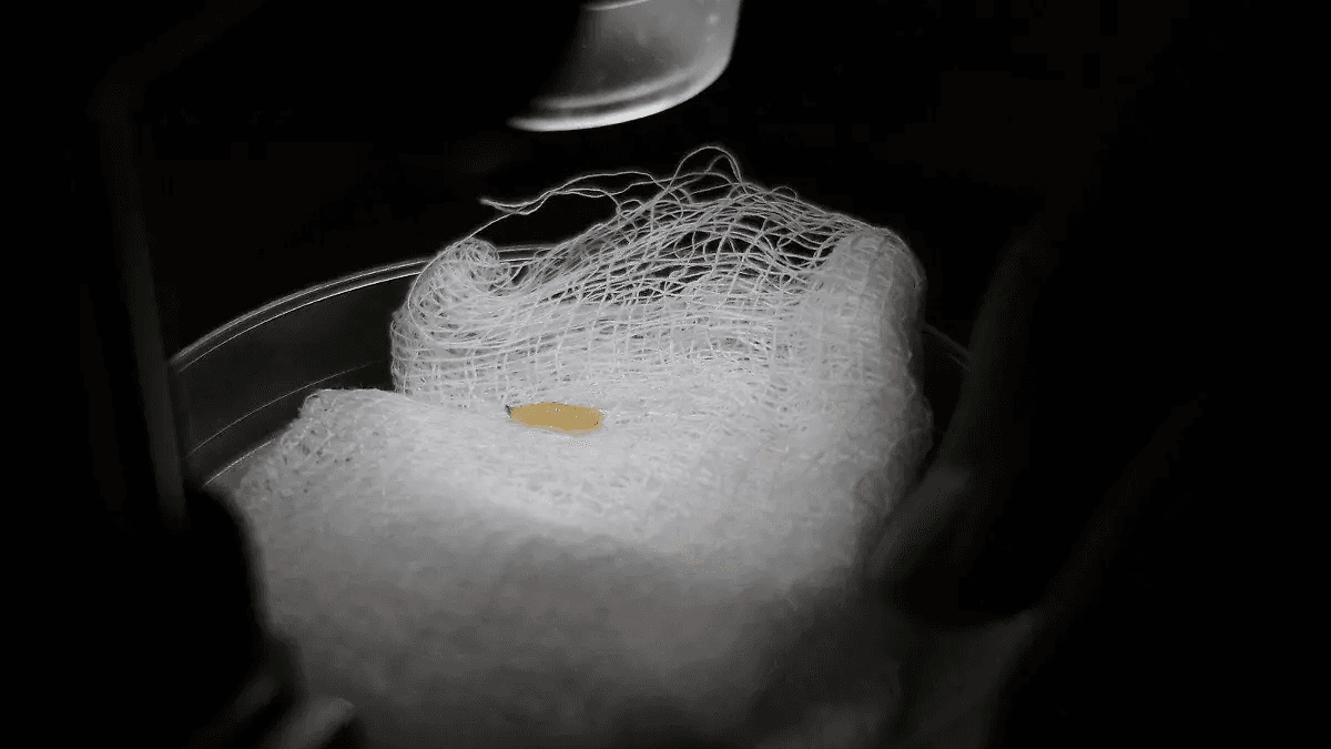 Autoridades confirman primer caso de gusano barrenador en Michoacán