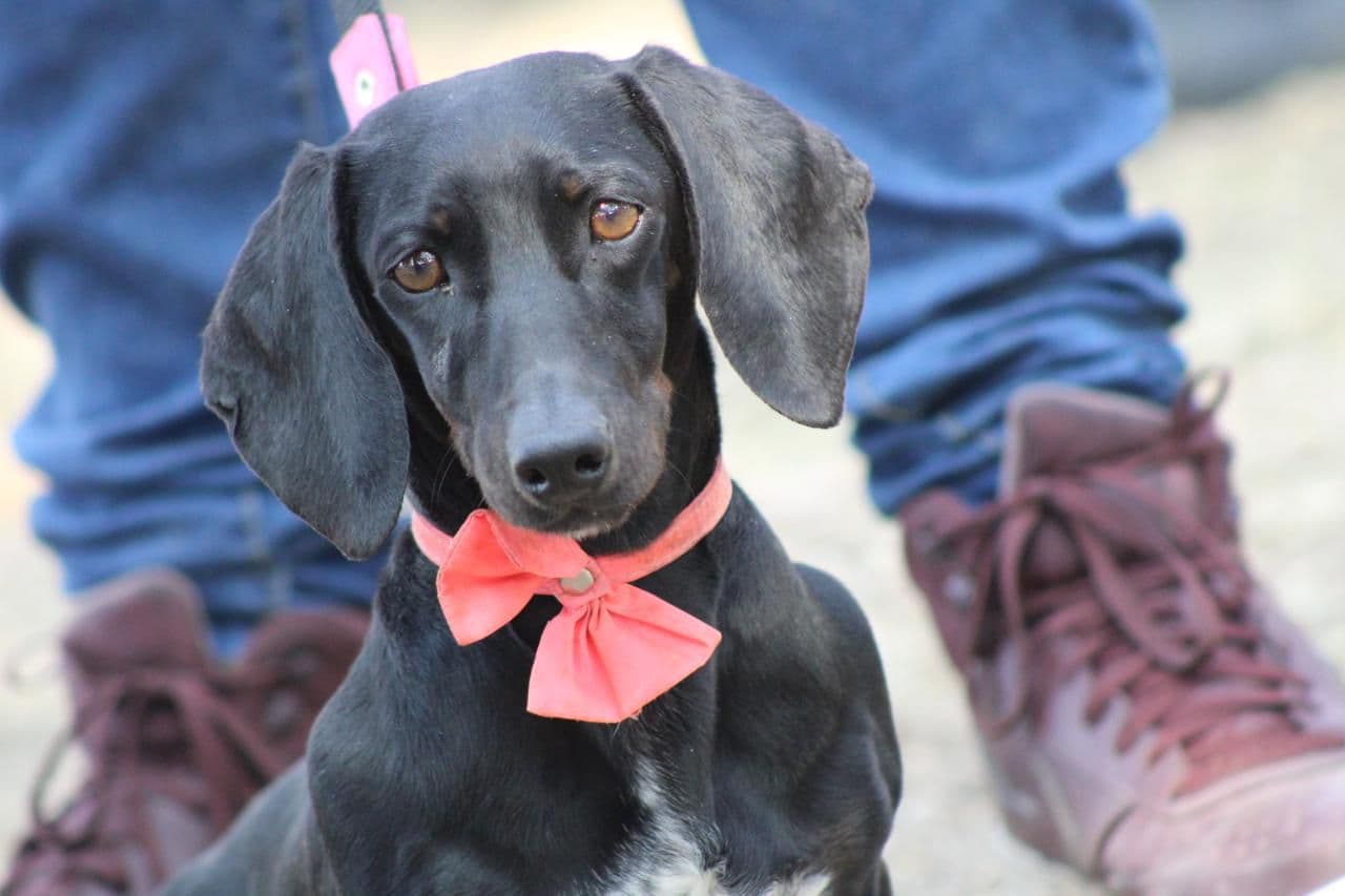 Llama Gobierno de la Ciudad a proteger a las mascotas durante la temporada invernal